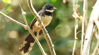 Malaysian Pied Fantail Call | Rhipidura javanica