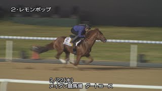 【2023ドバイゴールデンシャヒーン】レモンポップなど日本馬4頭の最終追い切り | JRA公式