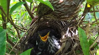 Part7,The cuckoo keeps urging the mother bird to look for food. What a greedy animal!