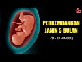 Perkembangan Janin yang Ideal Usia 5 Bulan