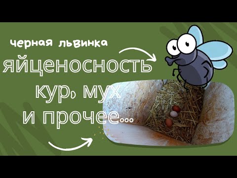 Яйценосность кур и мух.