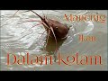 MANCING IKAN DALAM KOLAM@bachuychannel1920