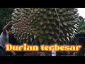 Durian terbesar di dunia