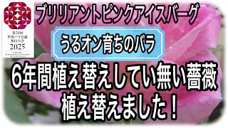 うるオンプランターで6年間育てたブリリアントピンクアイスバーグを植え替えしました。　使っていたうるオンプランターにもう一度植え替えしました。　今回も底面給水プランターの土を使いました。