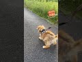 ポメゾウくんのお散歩〜good game〜 岐阜 サンシャイン 犬 散歩 ほのぼの