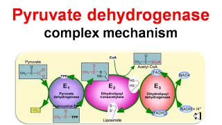 Pyruvate dehydrogenase complex mechanism