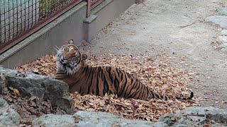 【東山動植物園公式】落ち葉ベッド《 スマトラトラ　トラ 》