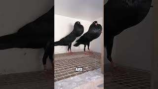 Why are these pigeons so goofy?😨