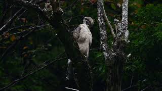 クマタカ幼鳥枯れ木止まり 4K