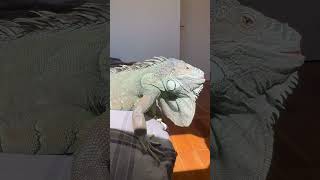 イグアナと日向ぼっこ#iguana #イグアナ #reptiles #animals #pets #sun