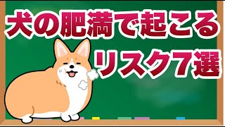 犬の肥満で起こるリスク７選！獣医師の視点から見る健康への悪影響とは？