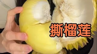 手撕4斤金枕小榴蓮，5房乾包小胖肉，香味超濃郁！ | 一顆榴蓮樹