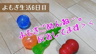 おもちゃを与えすぎて、混乱気味のパグ犬よもぎ