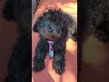 toy poodle puppy ninja