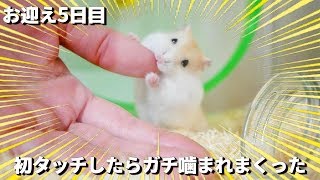 ハムスター初手乗りのはずがガチ噛まれて薄皮むけた【お迎え5日目】