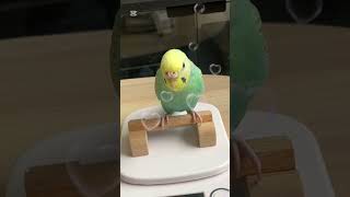 体重を測ったインコ #shorts #セキセイインコ #セキセイインコの体重