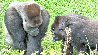 シャバーニとアイは、ふとした瞬間に目が合う幸福。Shabani and Ai are happy to see each other at a moment's notice. ゴリラ Gorilla