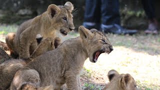 Baby Lions | Amazing World of Cute Animals