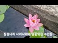 경남고성군상리연꽃공원