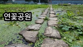 경남고성군상리연꽃공원