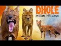 Dhole । Wild Dogs of India । Asiatic Wild Dogs । ढोल। भारत के जंगली कुत्तो की नसल ।