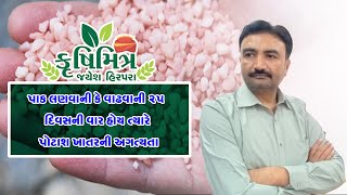 પાક  લણવાની કે વાઢવાની 25 દિવસની વાર હોય ત્યારે પોટાશ ખાતરની અગત્યતા