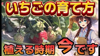 🍓【いちごの育て方】春植えいちごを上手に育てる方法！！ここのポイントを押さえて育ててね♩