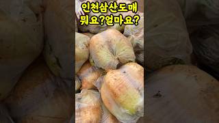 뭐지?난리났네! 김장전 필수시청! 도매가격 얼마? 레전드 사장님의 기막힌 행동! 영상무조건시청 안보면손해,👍#맛집여행#먹방 #전통시장투어#김장#고추시세#경동시장