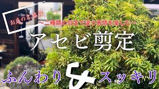 【アセビ剪定】透かしと枝抜きあなたはどっち派？お庭にあった切り方でどっちもイケる！〜雑談多めで参りまーす！〜