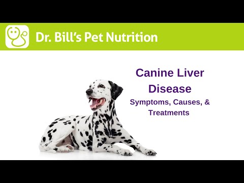 Liver Disease in Dogs Liver Disease in Dogs