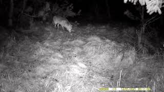 Fotopułapka.  Lis i kozioł z parostkami w scypule.   A fox and a deer goat.