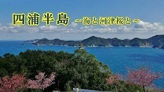 046 四浦半島 ～海と河津桜と～ : 大分県津久見市 ( 2月中旬撮影 )