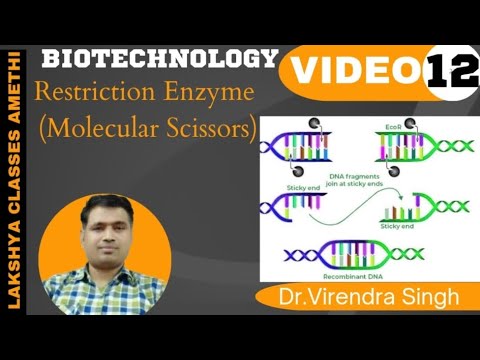 Restriction Enzyme (Molecular Scissors) | Biotechnology | For B.Sc 3/4 ...