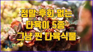 키울수록 매력있는 다육이 5종 정말 찐 소리 나와요(succulent, たにくしょくぶつ)