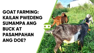 Goat Farming: Kailan Pwedeng Sumampa ang Buck at Pasampahan ang Doe?