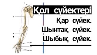 Қол сүйектері.Қар сүйек. Шынтақ сүйек. Шыбық сүйек. Анатомия. Медицина