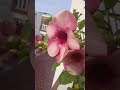 pink allamanda blooms ll in my dream garden ll