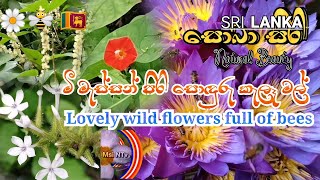 මී මැස්සන් පිරි සොඳුරු කැලෑ මල් | Lovely wild flowers full of bees | Dambulla  - Sri Lanka 🇱🇰🌼🐝