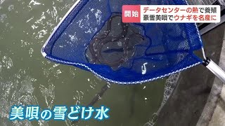 データセンターから出る熱と、豪雪地帯の雪どけ水を利用したウナギ養殖　その名もずばり「雪うなぎ」 北海道美唄市