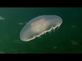 bbc planet earth creatures of the deep jellyfish