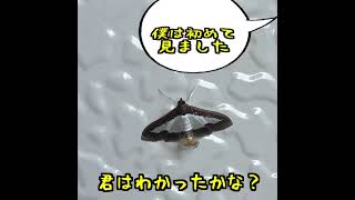 【昆虫クイズ】君の名は…？＃6　#SHORTS