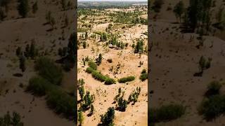 China Convert Desert To Forest