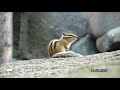 Общительный бурундучок. talking chipmunk.