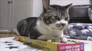 ダンボール製の爪磨きが大好き！大興奮な猫リキちゃん☆パワフルなつめとぎ☆軽快にバリバリ☆荒ぶる猫・暴走するネコ【リキちゃんねる　猫動画】Cat video　キジトラ猫との暮らし