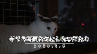 ゲリラ豪雨を気にしない猫たち