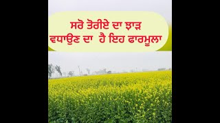 ਫੁੱਲ ਪੈਣ ਵੇਲੇ ਸਰੋਂ ਤੇ ਹੋਣ ਵਾਲੀਆਂ ਜਰੂਰੀ ਸਪਰੇਆਂ ਇਸ ਨਾਲ ਝਾੜ ਵੱਧ ਨਿਕਲੂ ਤੇ ਦਾਣੇ ਮੋਟੇ ਪੈਣਗੇ