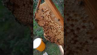 Fangwaben (Drohnenbrut) fürs Home-Hive