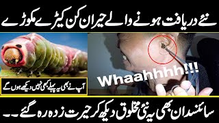 Strangest Insects in the World New Documentary  | urdu Cover