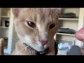 Sweetest kitty loves to talk to his human