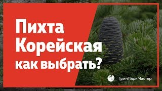 Пихта корейская купить. Как выбрать, проверить подобрать.